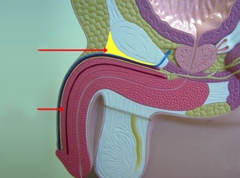 ligamentet penile